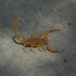 bark scorpion