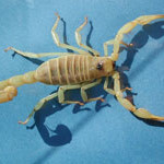 hairy scorpion