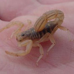 stripe tailed scorpion